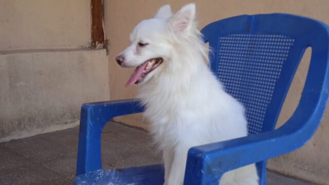 Google Photo 4