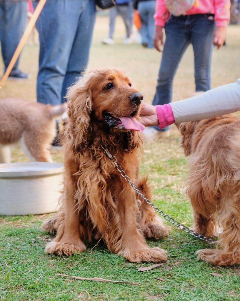 Man Pet Shop لمحبى الحيوانات الاليفه