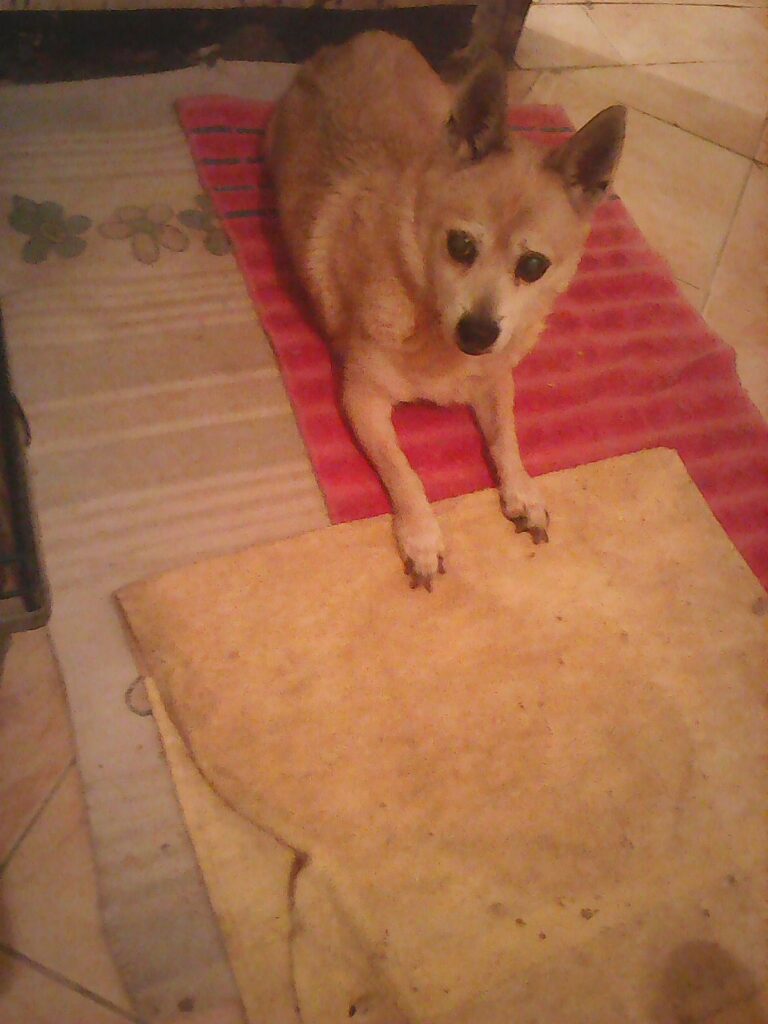 Cairo Animal Inn