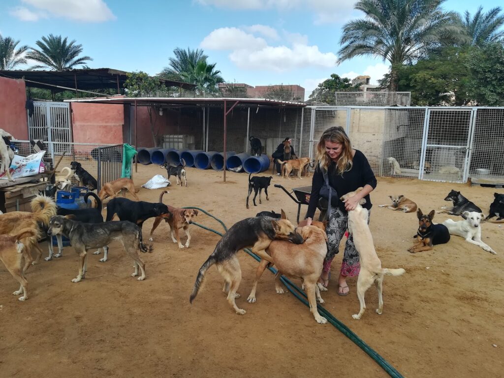 Animal Protection Foundation Shelter – APF