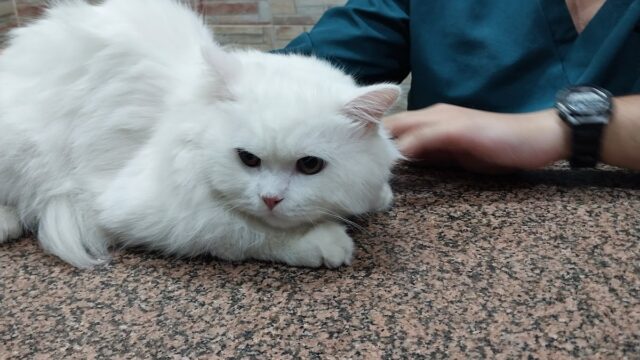 Google Photo 1