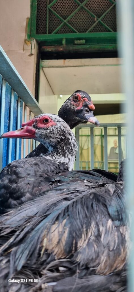 Birds of Trust