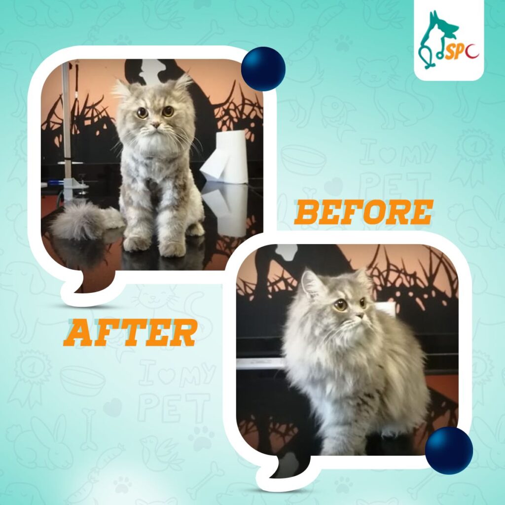 Al-Haram Specialized Veterinary Clinic