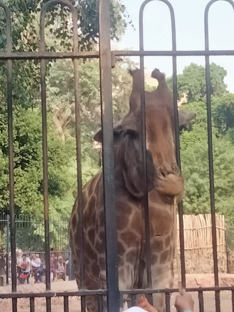 Giraffe House