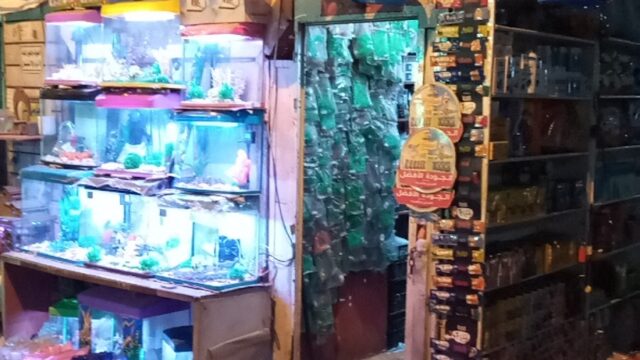 Google Photo 1