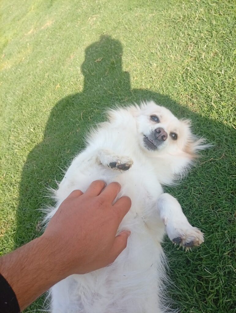 The Dog Father Hotel