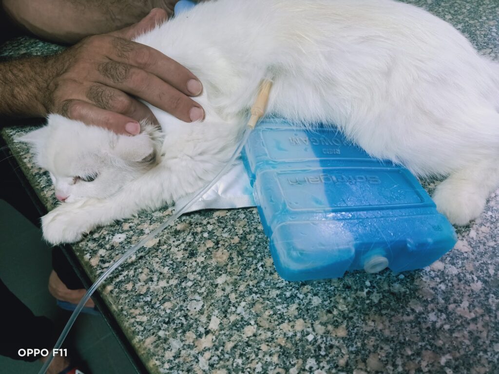 Vet Drug House