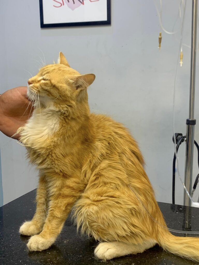Elite Blue Veterinary Center