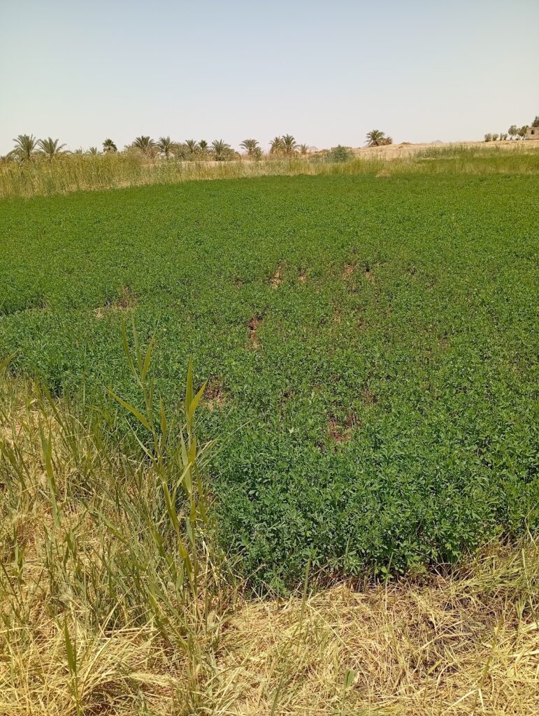 موسكي الواحة
