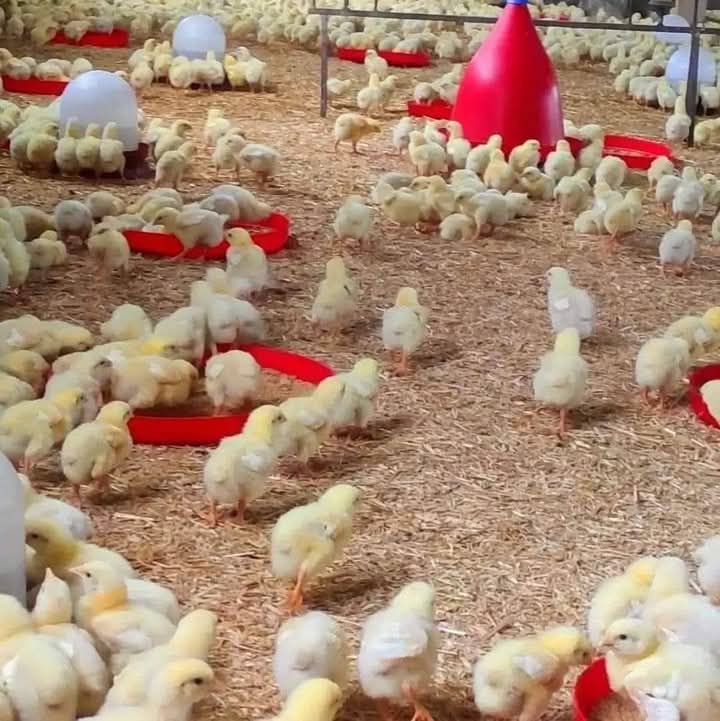 Engineer for Poultry Investment
