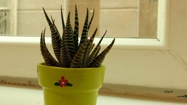 Google Photo 5