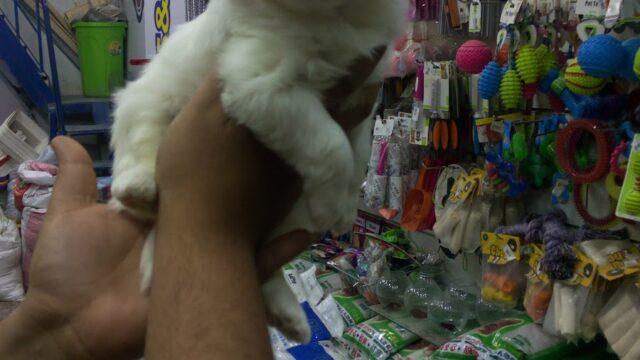 Google Photo 3
