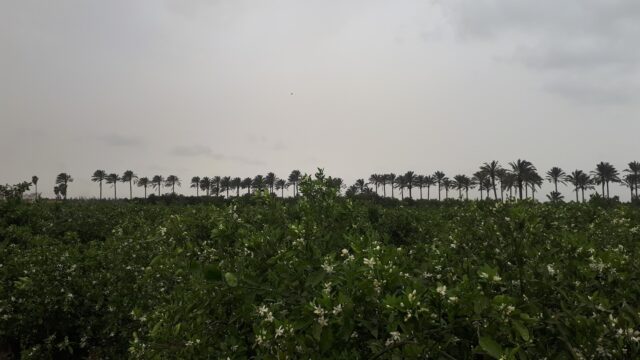 Google Photo 2