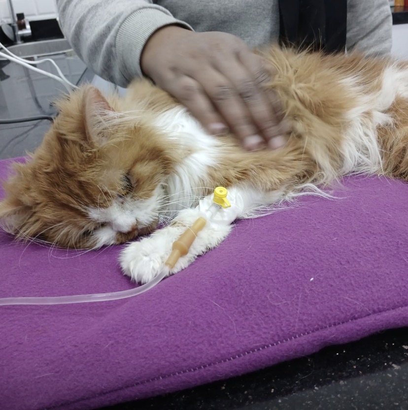 Pets place clinic and pet shop 8th District