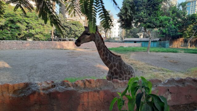 Google Photo 2