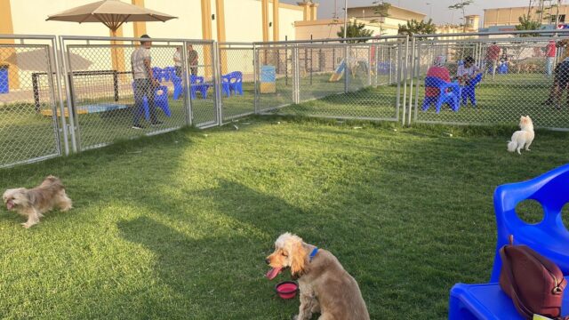 Google Photo 5