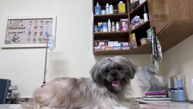 Google Photo 2
