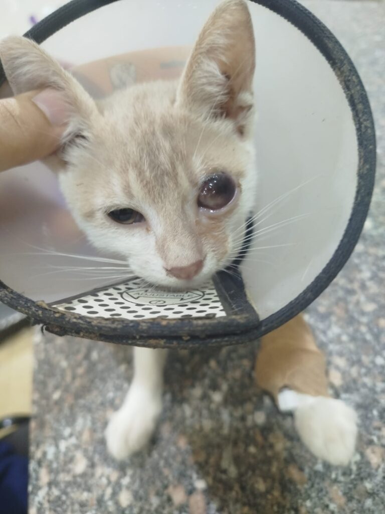 Pet Z Vet Clinic