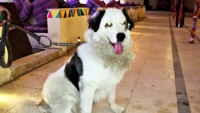 Google Photo 4