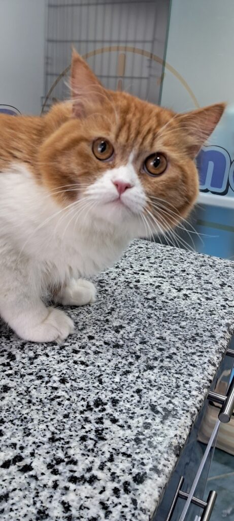 Pets time clinic