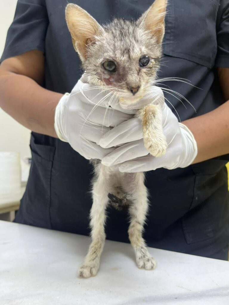 Mojo Veterinary Center