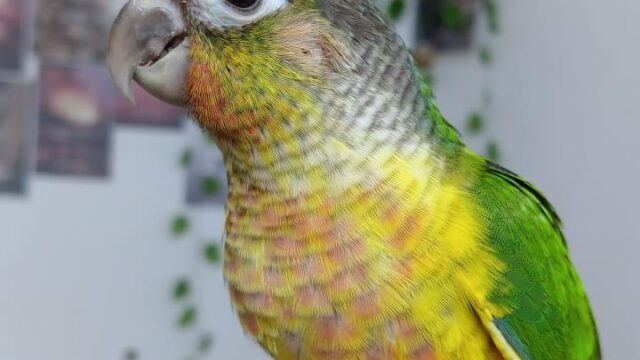 Google Photo 2