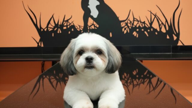 Google Photo 1