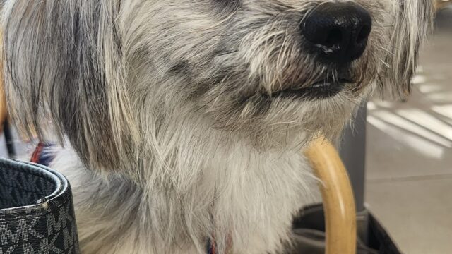Google Photo 2