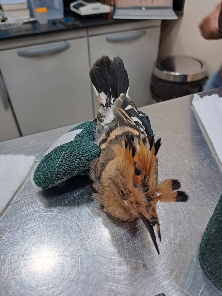 Rafiki Veterinary Hospital Maadi
