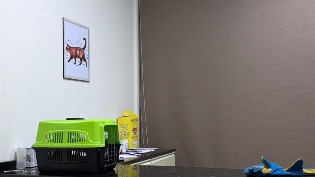 Google Photo 4