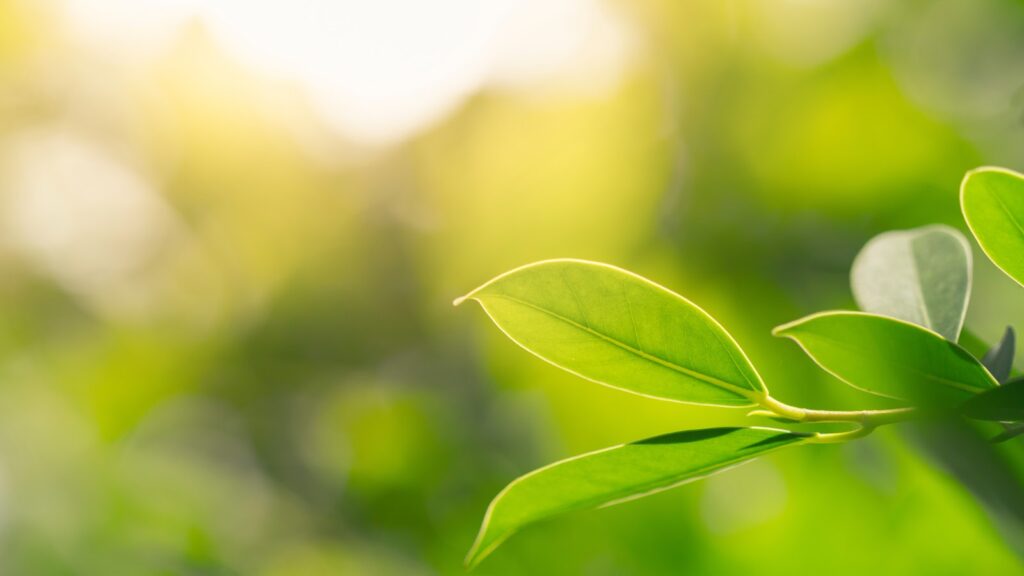 Serenity Psychology Center Maadi