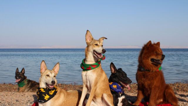 Google Photo 4