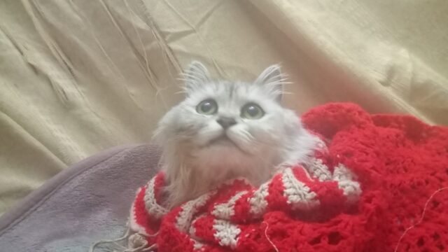 Google Photo 1