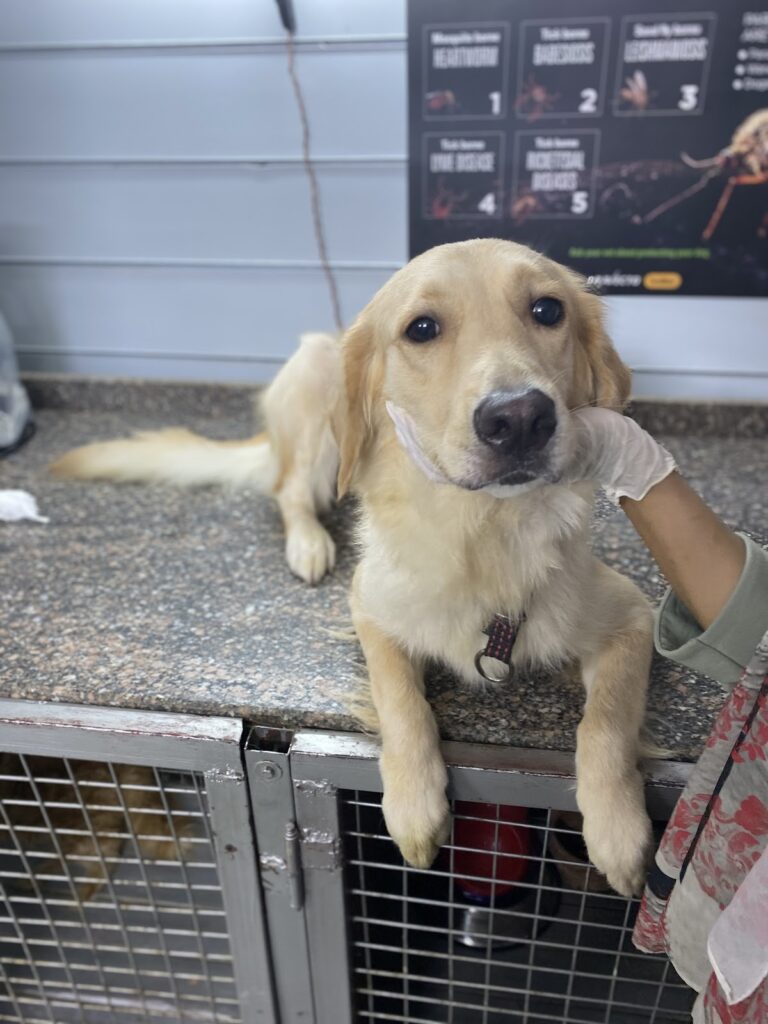 Mai pet clinic