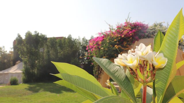 Google Photo 3