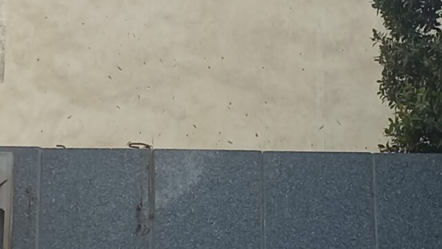 Google Photo 1