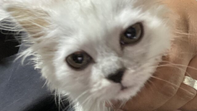 Google Photo 5