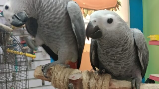 Google Photo 2
