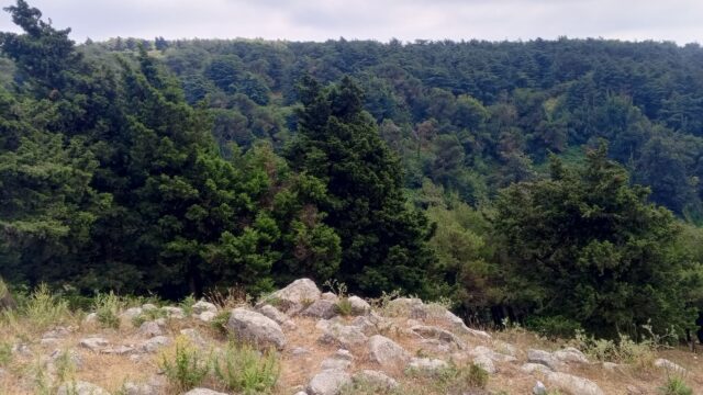 Google Photo 5
