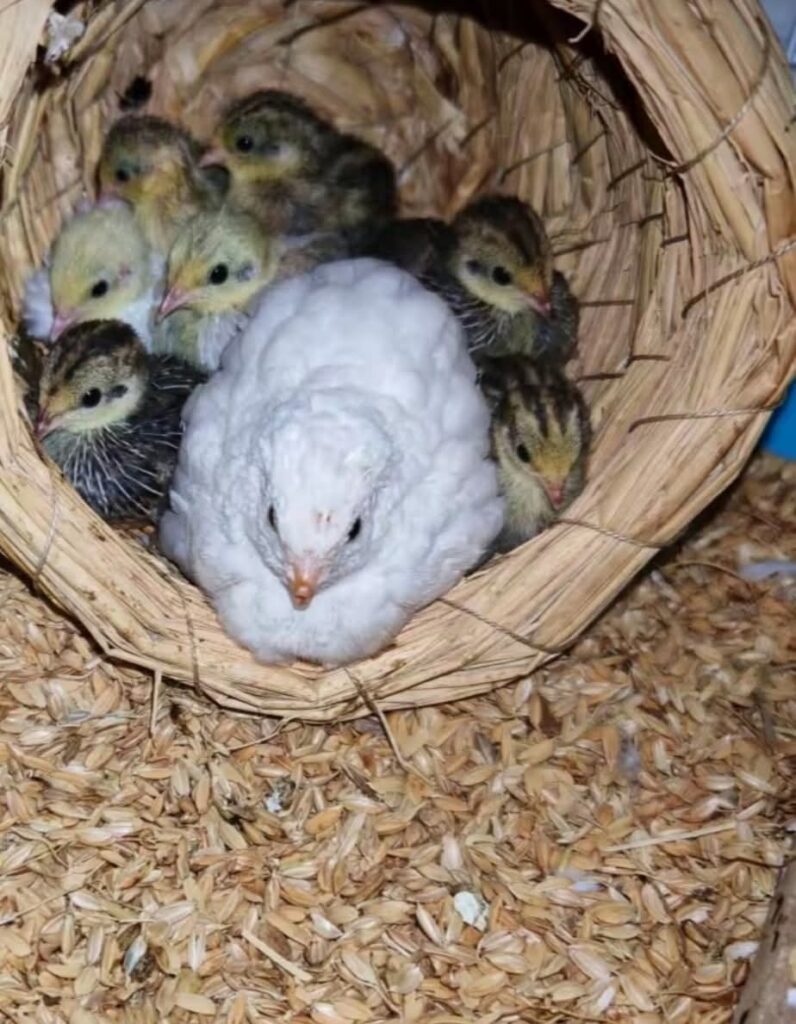 VIP Veterinary Center