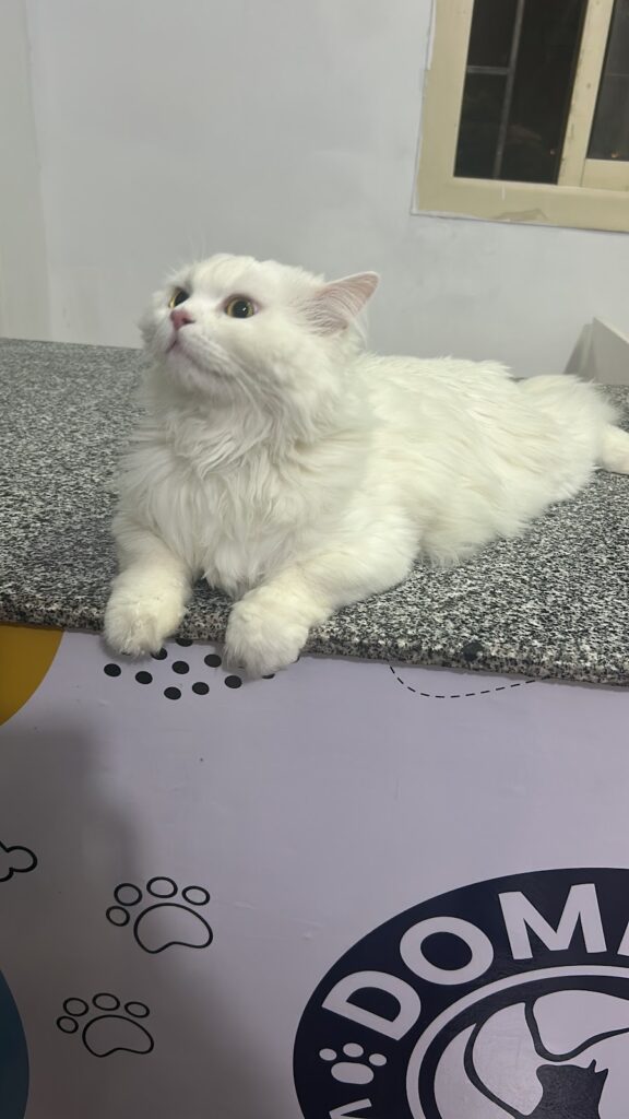 Domestic vet clinic