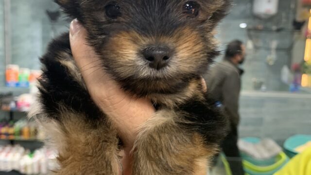Google Photo 5