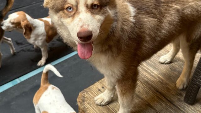 Google Photo 3
