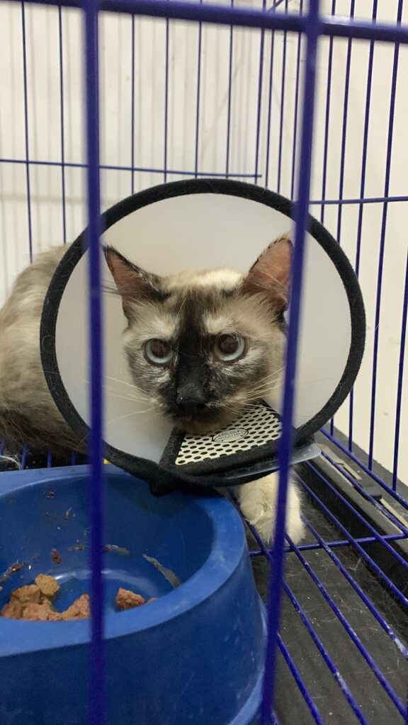 Veterinary clinic for pets