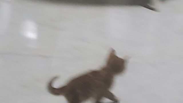 Google Photo 1