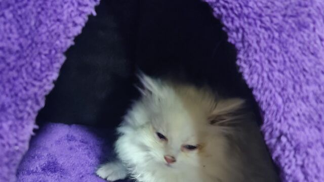 Google Photo 4