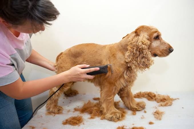 SMART PETS clinc CARE Veterinary Clinic for Dog and Cat Care