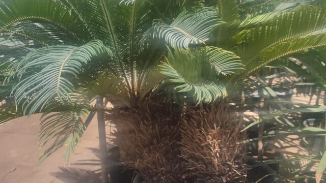 Google Photo 3