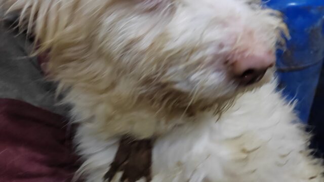 Google Photo 2