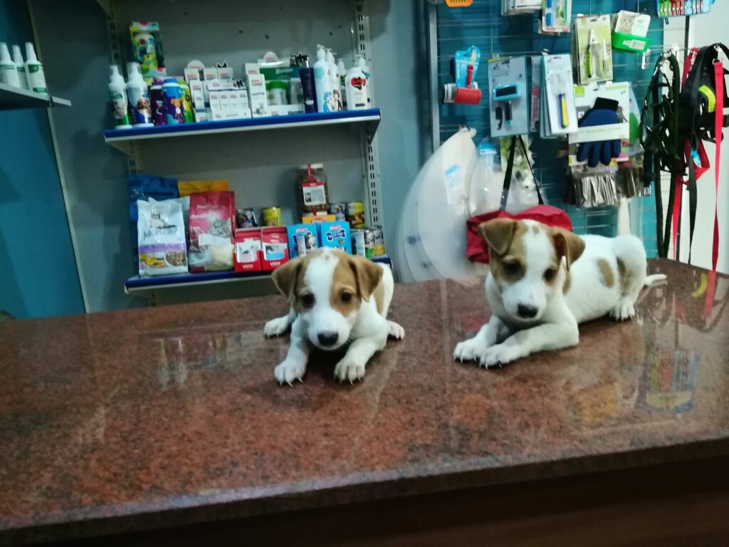 Aleefy Veterinary Center
